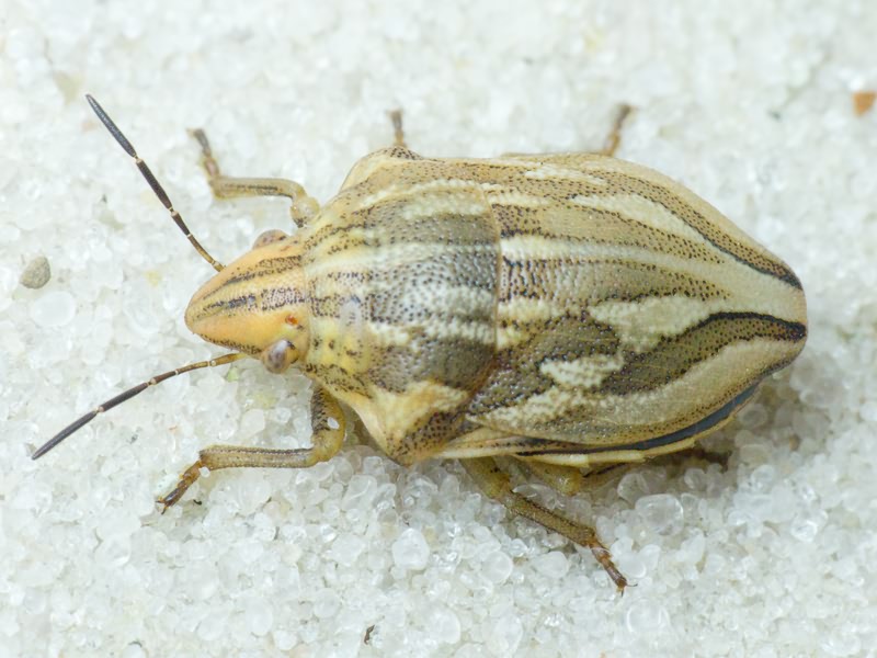 Odontotarsus purpureolineatus (Rossi, 1790)